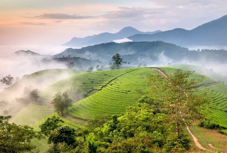 Reisterrassen in Vietnam, tolle Aussicht mit Nebel