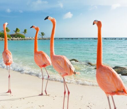 Flamingos auf der karibischen Insel Aruba