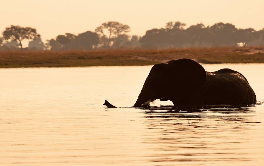 Elefant im Wasser, Botswana