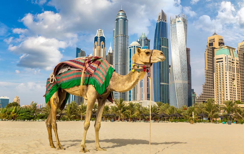 Kamel in Wüste vor Dubai, VAE