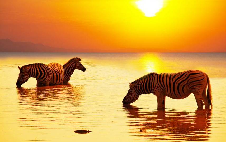 Zebras im Wasser, Trinken