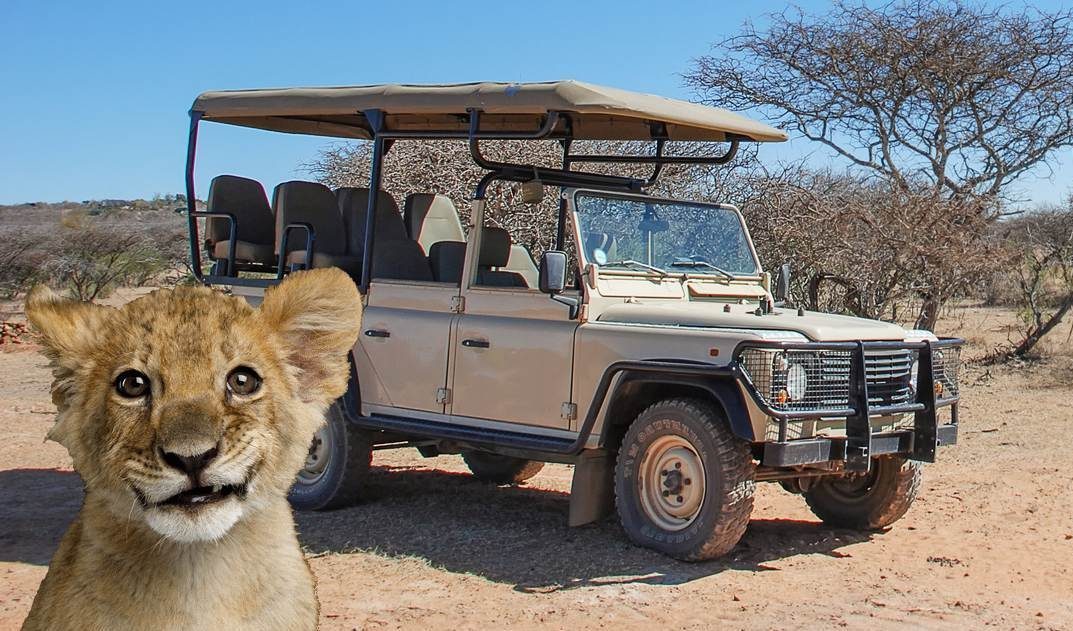 Safari in Südafrika, Löwenbaby