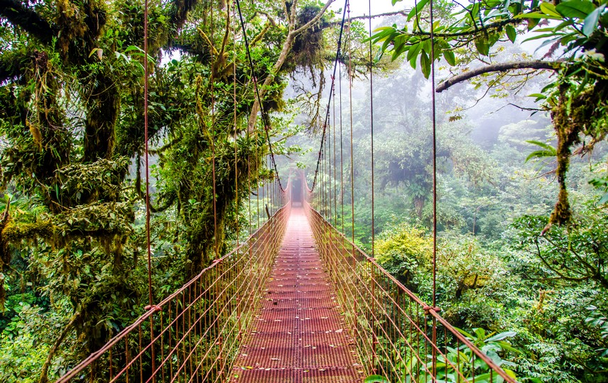 Brücke im Regenwald Monteverde, Costa Rica